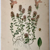 Three botanical plates xixth