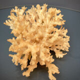 Ancient coral