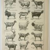 Old engraving 1922, Goats, main breeds, goats, farm • Lithograph, Original plate