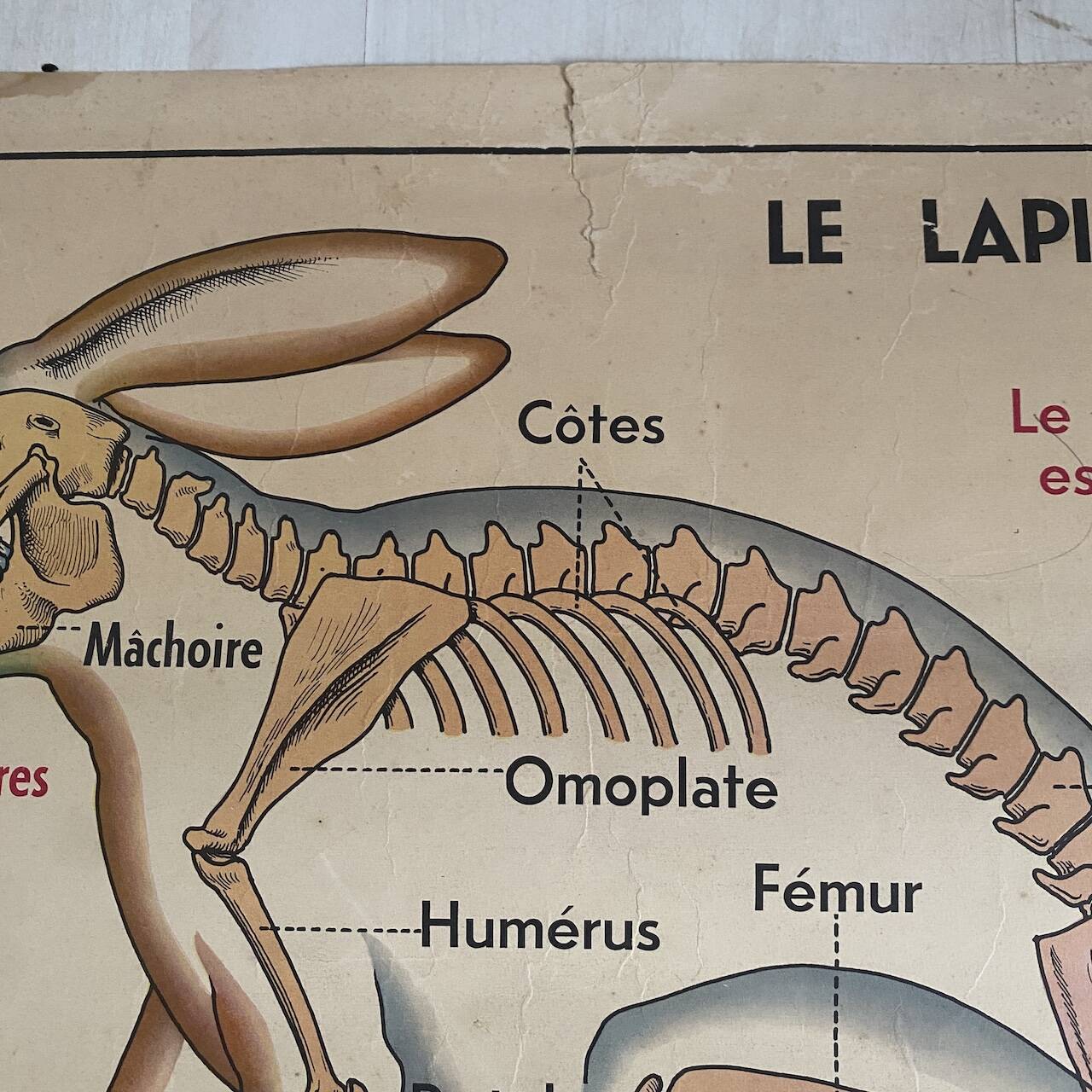 Vintage school poster The insectivorous animals / Rabbit