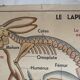 Vintage school poster The insectivorous animals / Rabbit