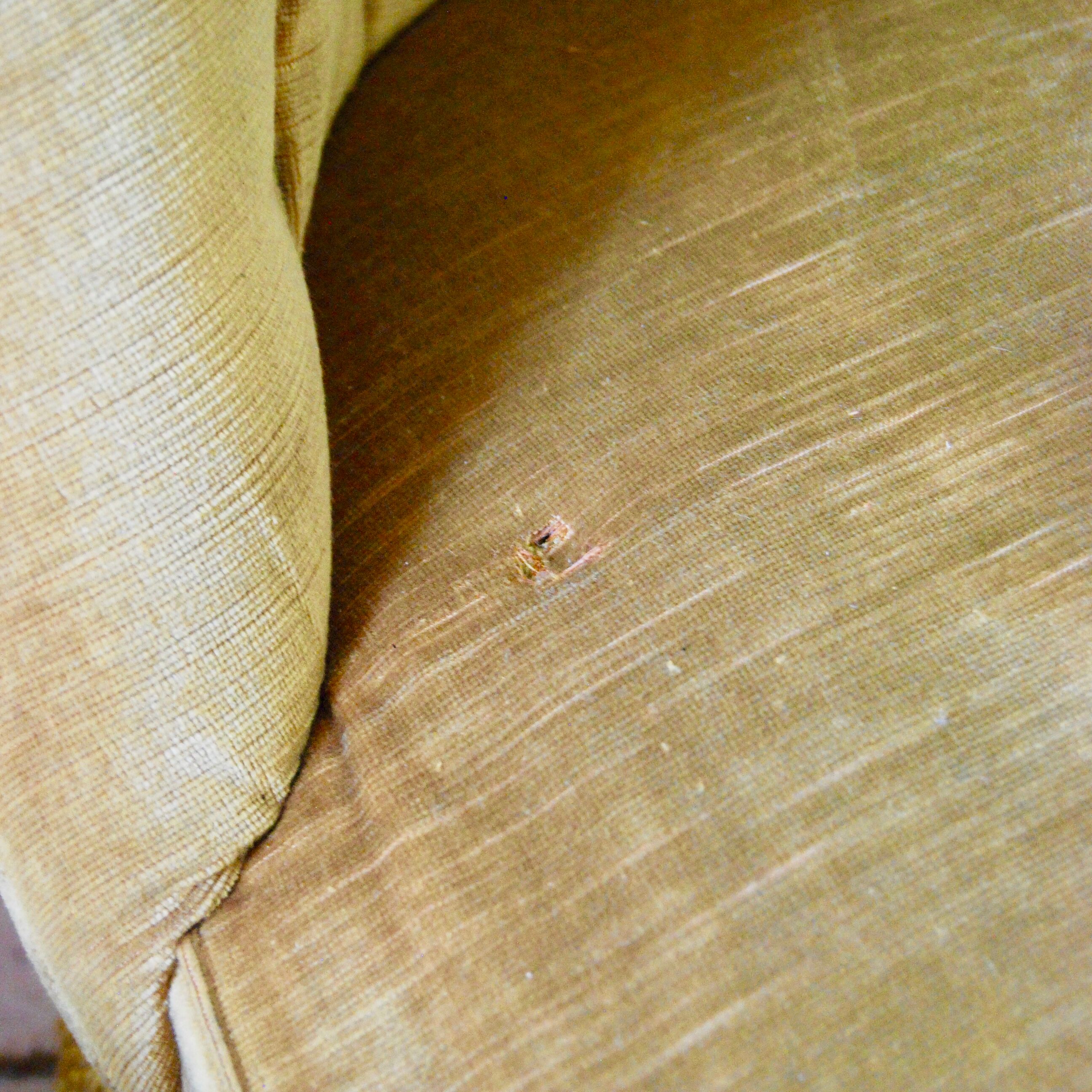 Armchair yellow toad