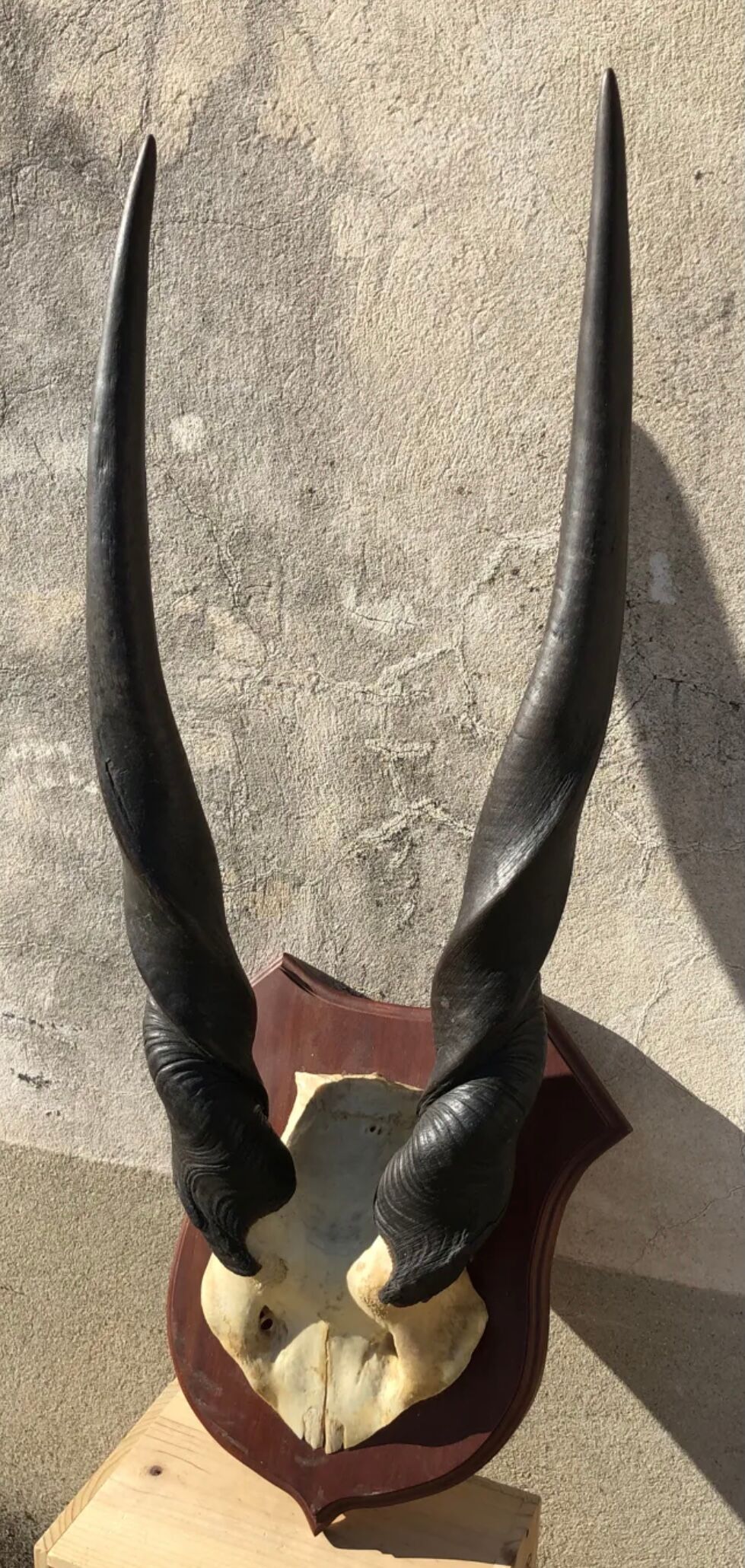 Ancient Grand Koudou Hunting Trophy on Exotic Wooden Base Artric Massacre