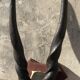 Ancient Grand Koudou Hunting Trophy on Exotic Wooden Base Artric Massacre