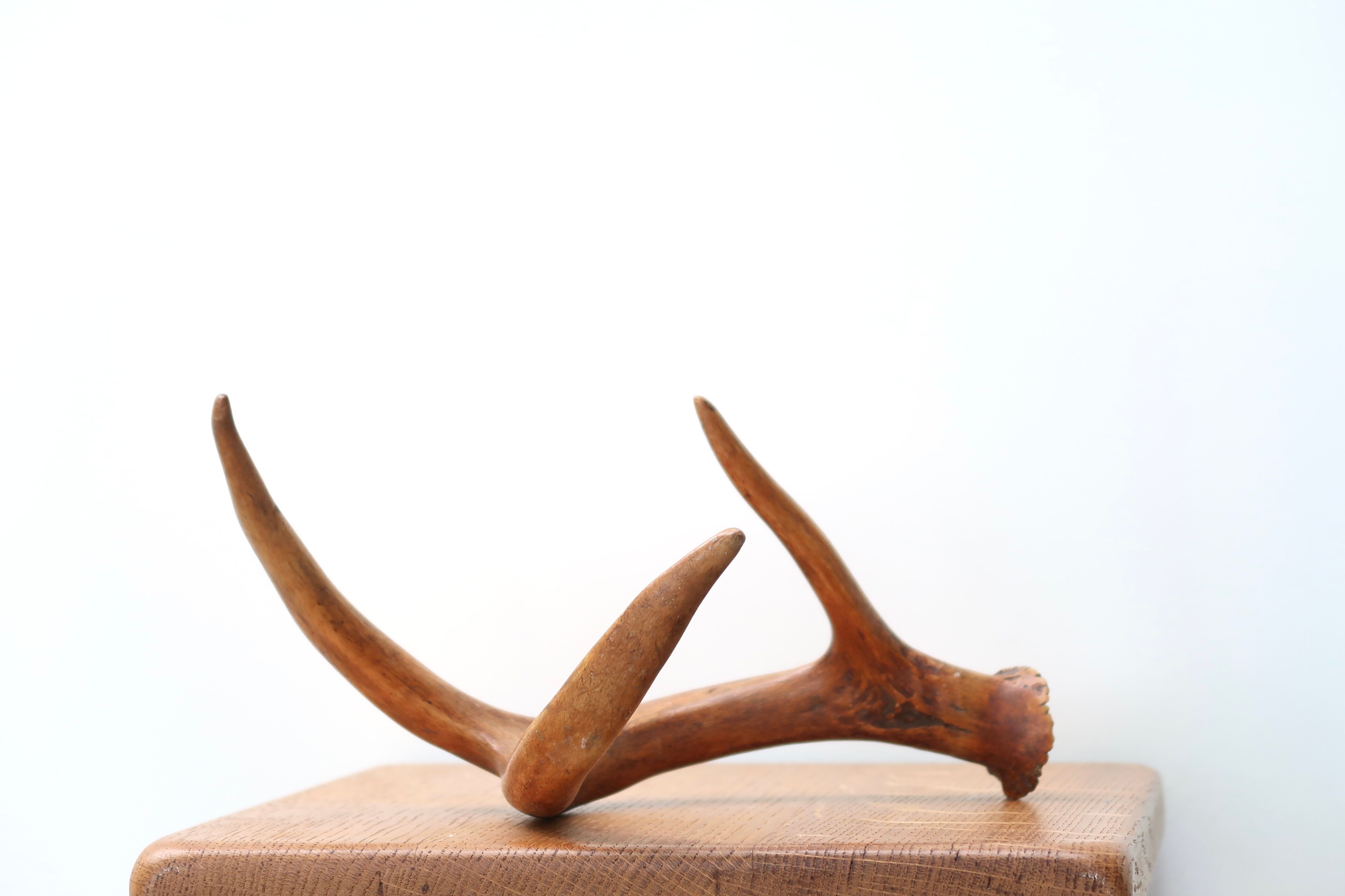 Bois de chevreuil, cabinet de curiosités, vintage