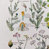 Poster on digestive plants, based on a 1928 lithograph