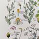 Poster on digestive plants, based on a 1928 lithograph