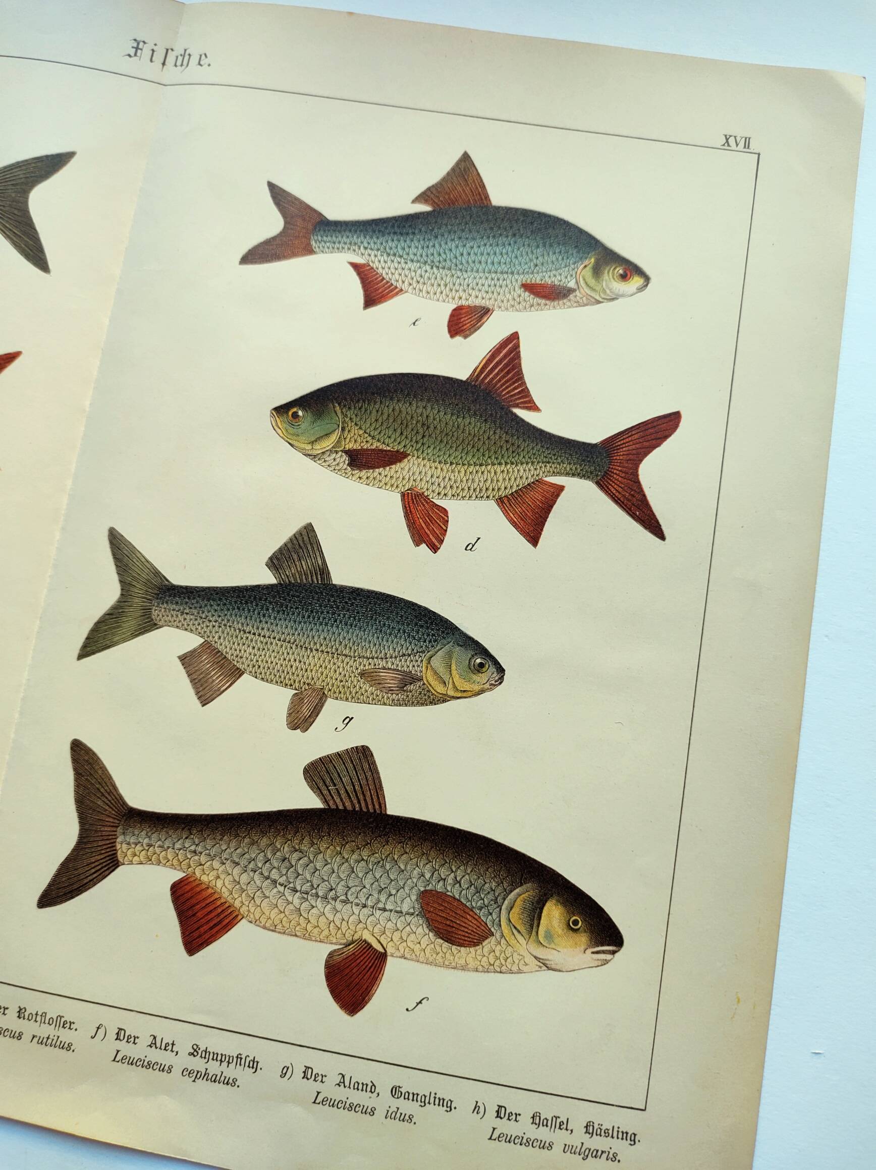 1898 Engraving - Fish - Bream and Rudd. Vintage Lithograph