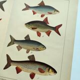 1898 Engraving - Fish - Bream and Rudd. Vintage Lithograph