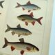 1898 Engraving - Fish - Bream and Rudd. Vintage Lithograph