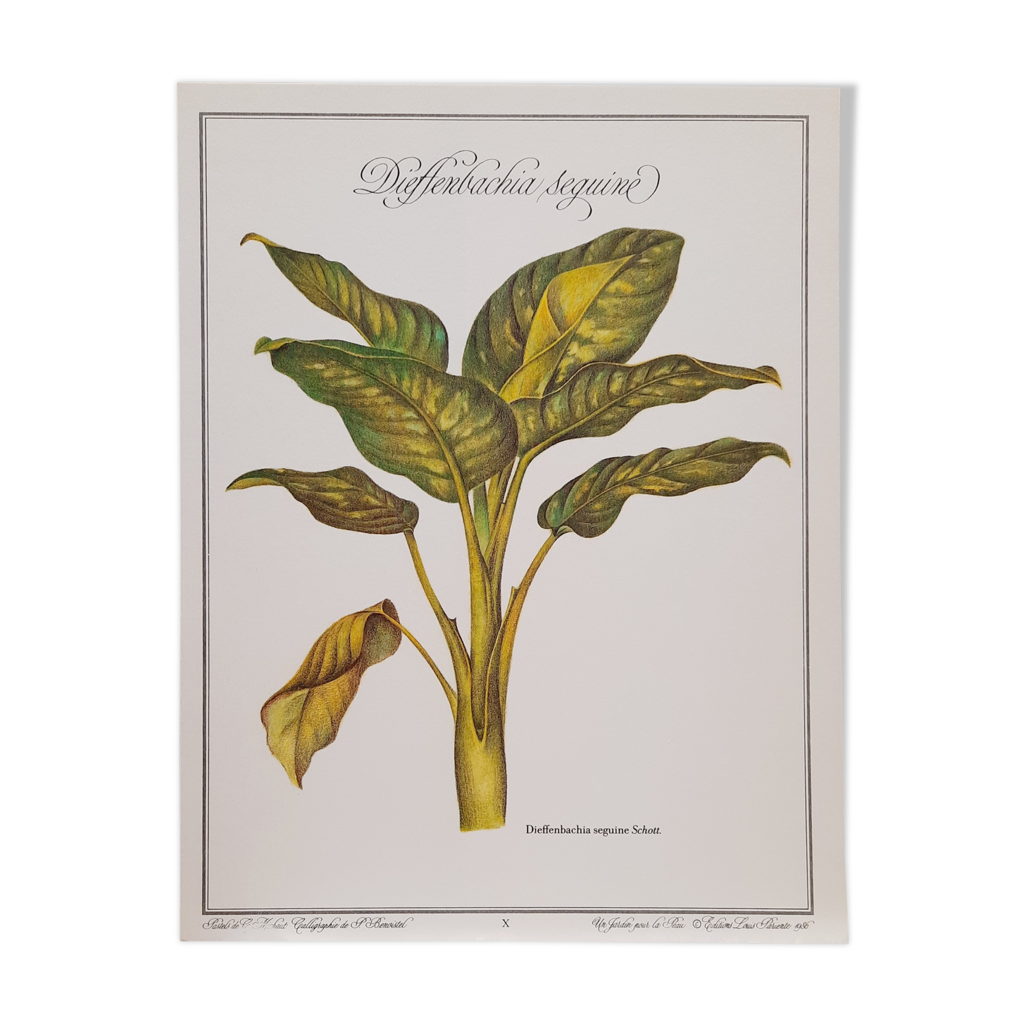 Botanical plate Diffenbachia