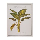 Botanical plate Diffenbachia