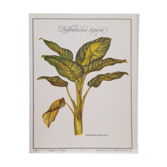 Botanical plate Diffenbachia