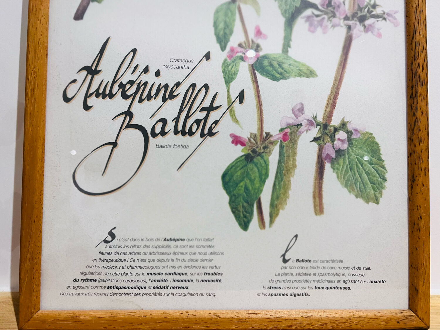 Cadre herbier de pharmacie