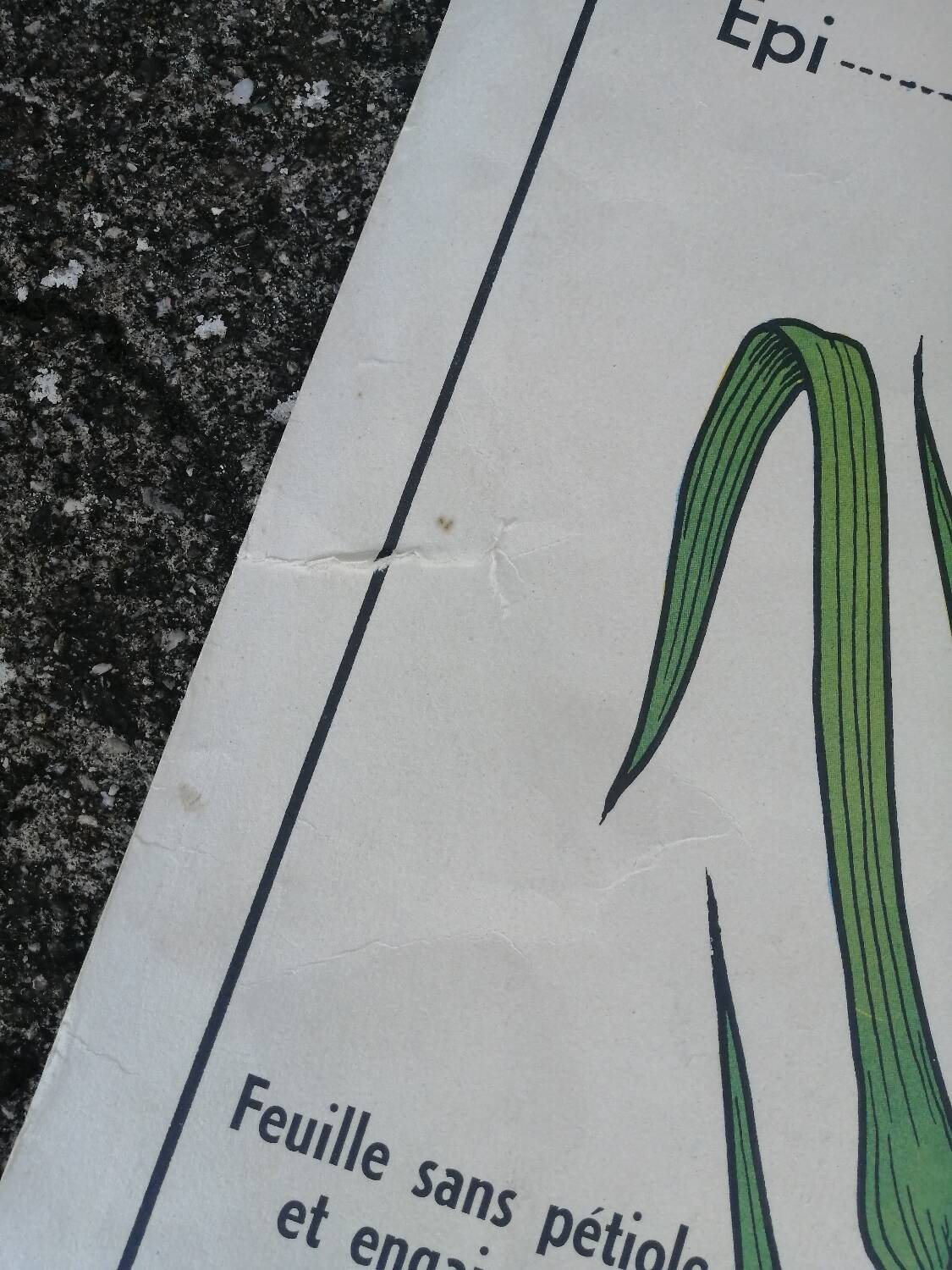 Vintage MDI school poster: Plants without flowers & Wheat, grasses.