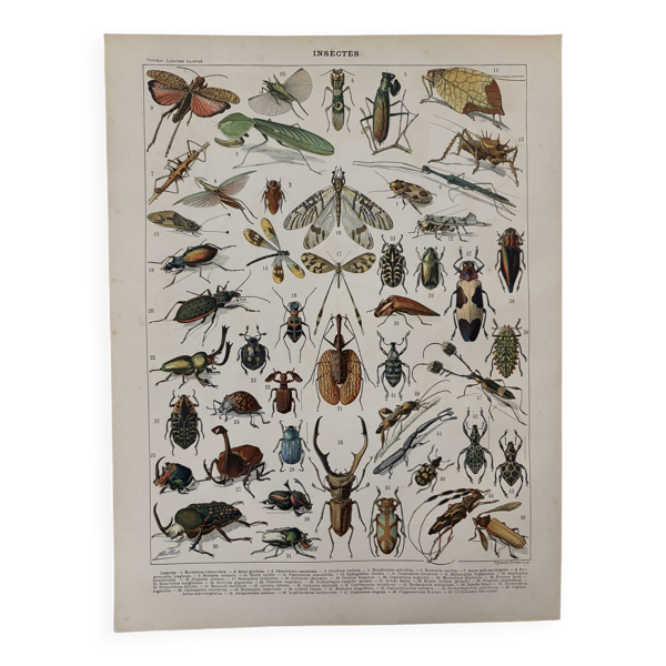 Lithographie sur les insectes - 1900 — Beyit