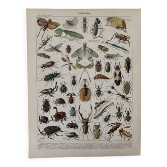 Lithographie sur les insectes - 1900