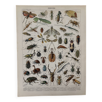 Lithographie sur les insectes - 1900