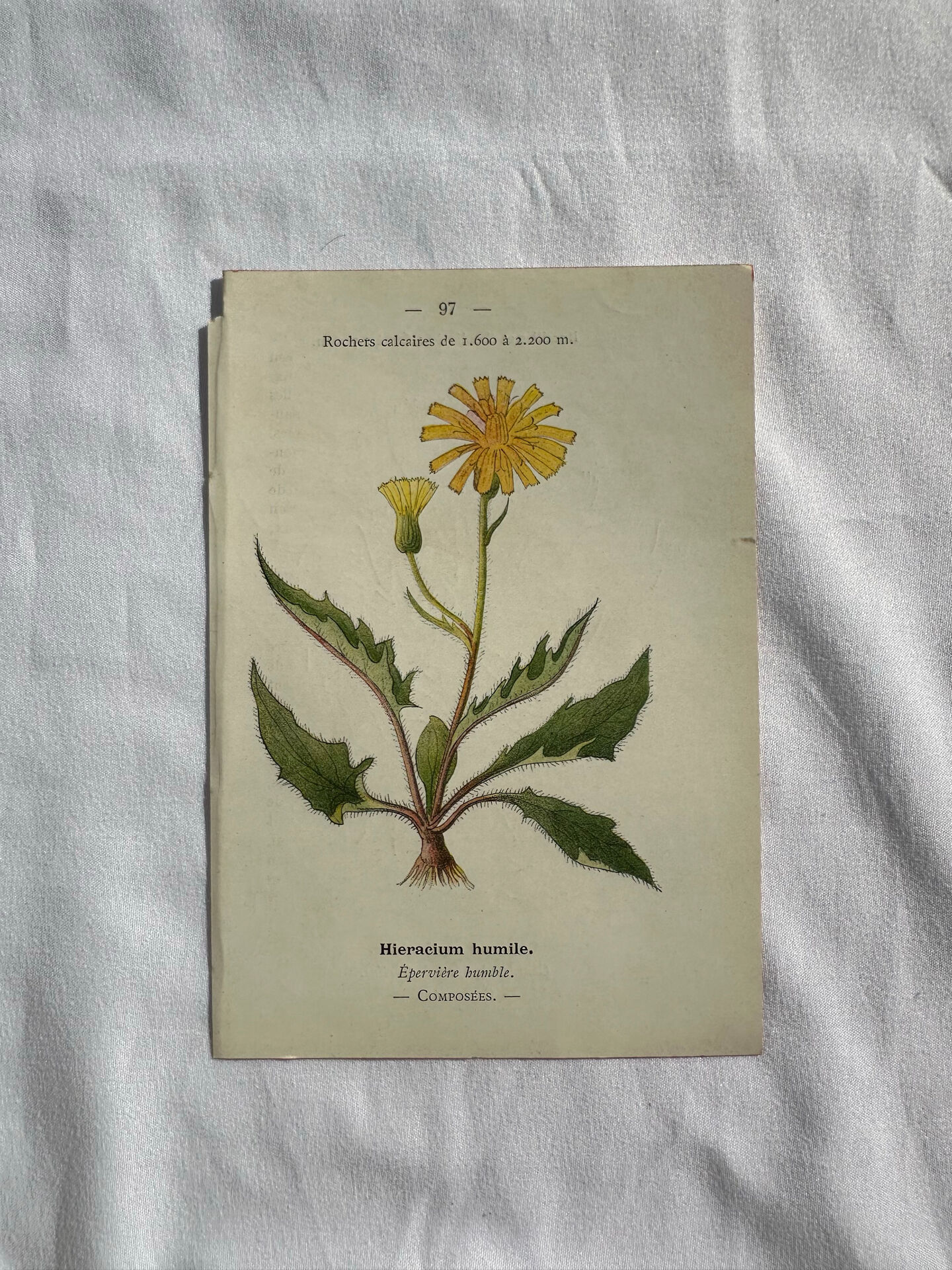Naturalist Plate – 19th Century Botanical Engraving, Double-Sided