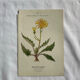 Naturalist Plate – 19th Century Botanical Engraving, Double-Sided
