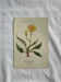 Naturalist Plate – 19th Century Botanical Engraving, Double-Sided