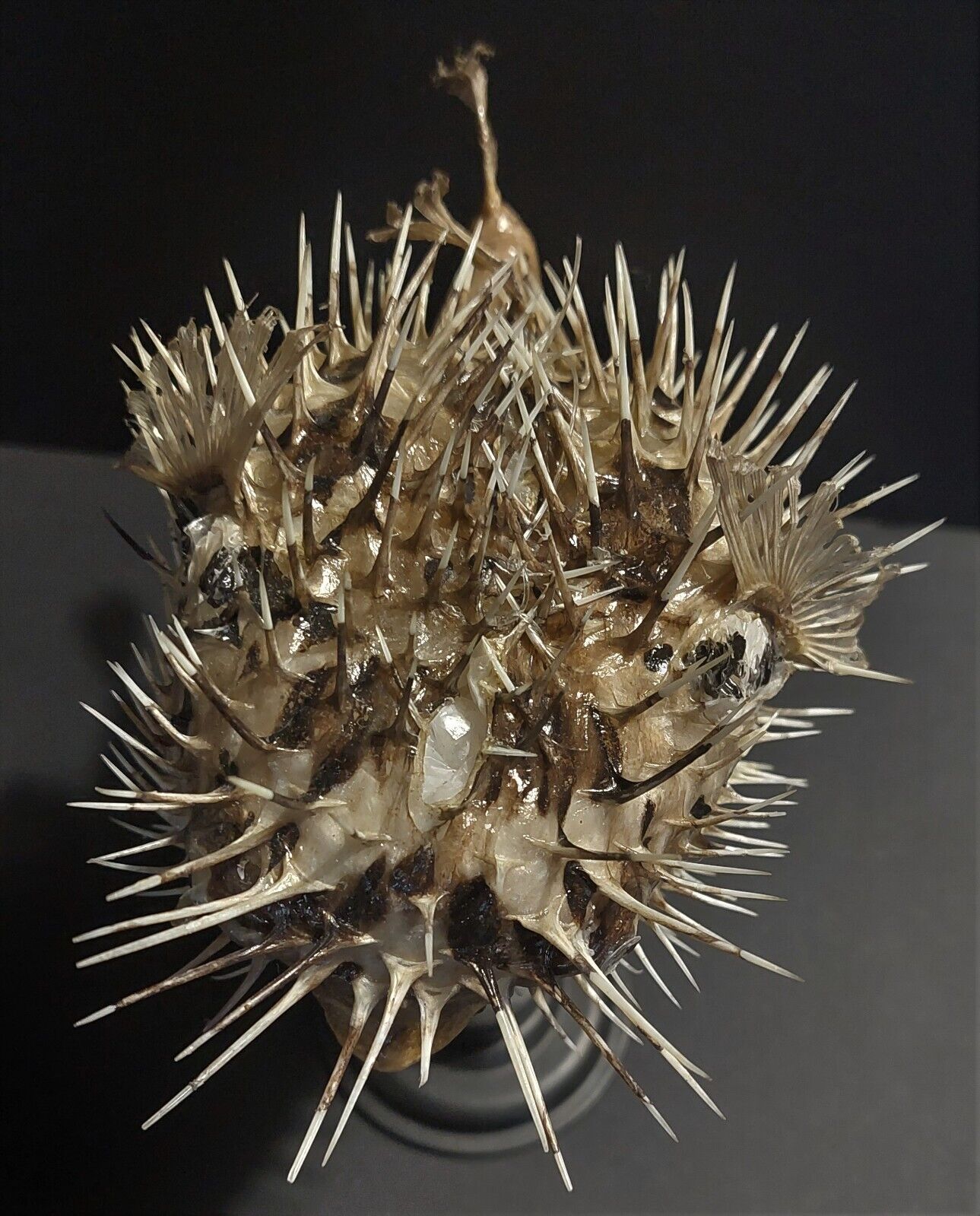 Cabinet of Curiosities naturalized fish diodon holocanthus on base