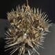 Cabinet of Curiosities naturalized fish diodon holocanthus on base