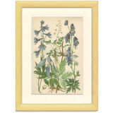 Botanical plate: Delphinium, Clematis, Buttercup, Monkshood