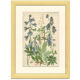 Botanical plate: Delphinium, Clematis, Buttercup, Monkshood