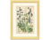 Botanical plate: Delphinium, Clematis, Buttercup, Monkshood