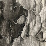 Photographie noir et blanc argentique