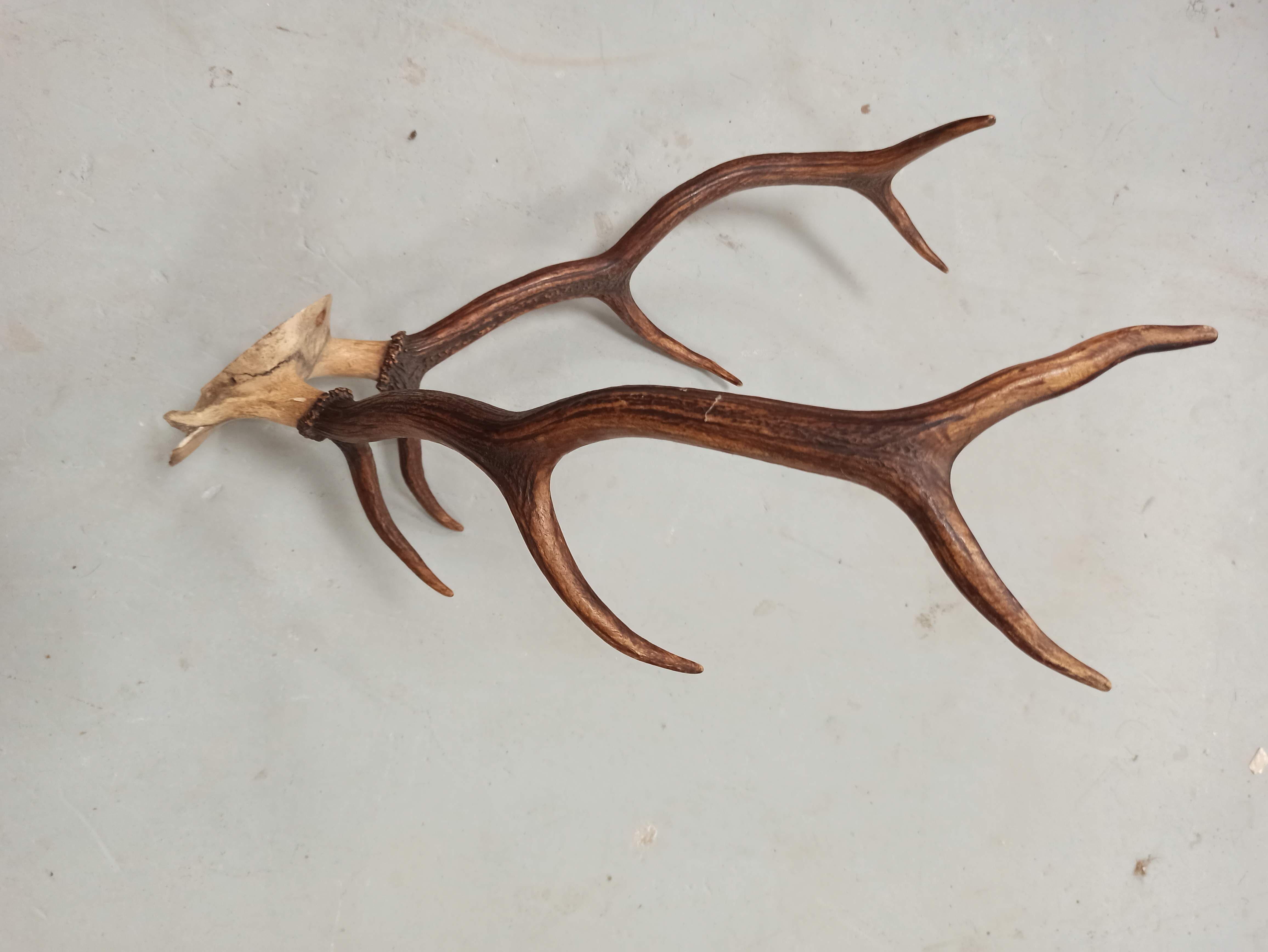 Trophée de chasse corne Cerf crâne