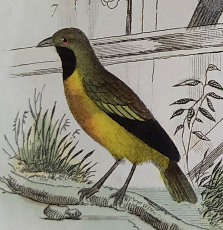 Original ornithological plate " Goldfinch - Grand Tangara -&c..." Buffon (1837)