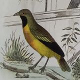 Original ornithological plate " Goldfinch - Grand Tangara -&c..." Buffon (1837)