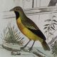 Original ornithological plate " Goldfinch - Grand Tangara -&c..." Buffon (1837)