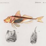 Poster about scorpionfish and gurnards, based on an old engraving from 1849