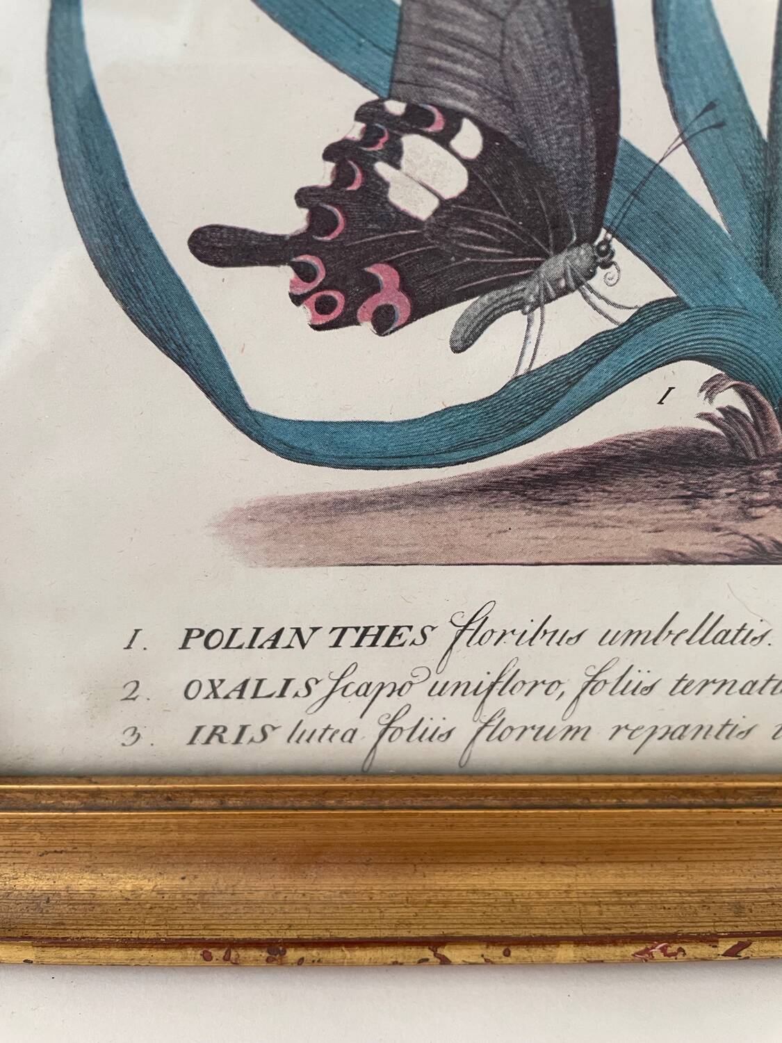 Vintage botanical poster