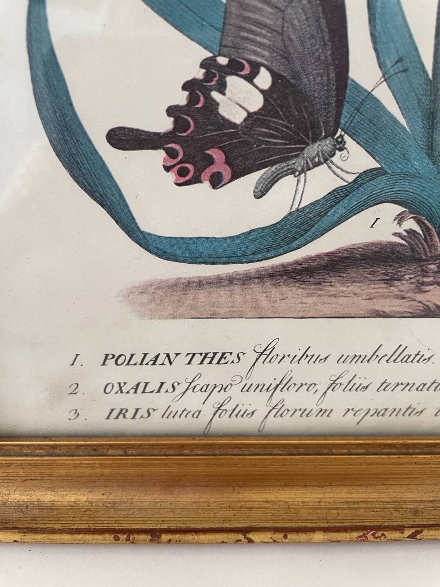 Vintage botanical poster