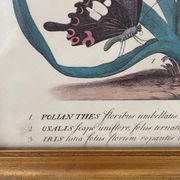 Vintage botanical poster