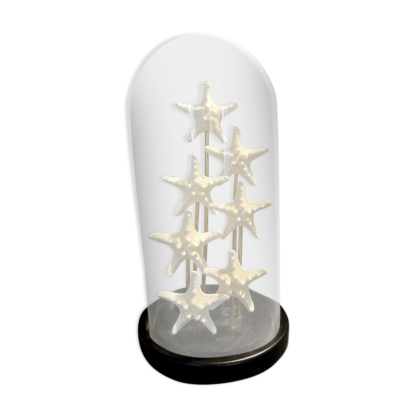 Starfish globe protoreaster nodosus