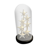 Starfish globe protoreaster nodosus