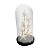 Starfish globe protoreaster nodosus
