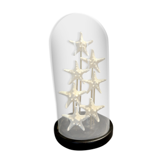 Starfish globe protoreaster nodosus