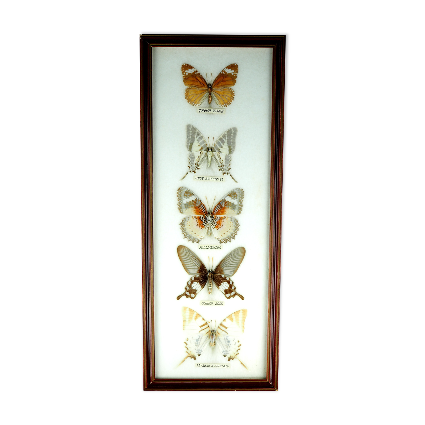 Five butterflies on cotton wool under frame - 60s / 70s