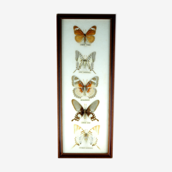 Cinq papillons sur ouate sous cadre années 60 / 70