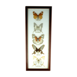 Five butterflies on cotton wool under frame - 60s / 70s