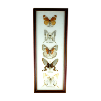 Five butterflies on cotton wool under frame - 60s / 70s