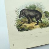 Gravure Original de 1838 -Tapir et taupin- Planche zoologique ancienne coloriée à la main