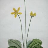Old botanical engraving from 1829 - Buttercup with bubble leaves - flower by PA Poiteau