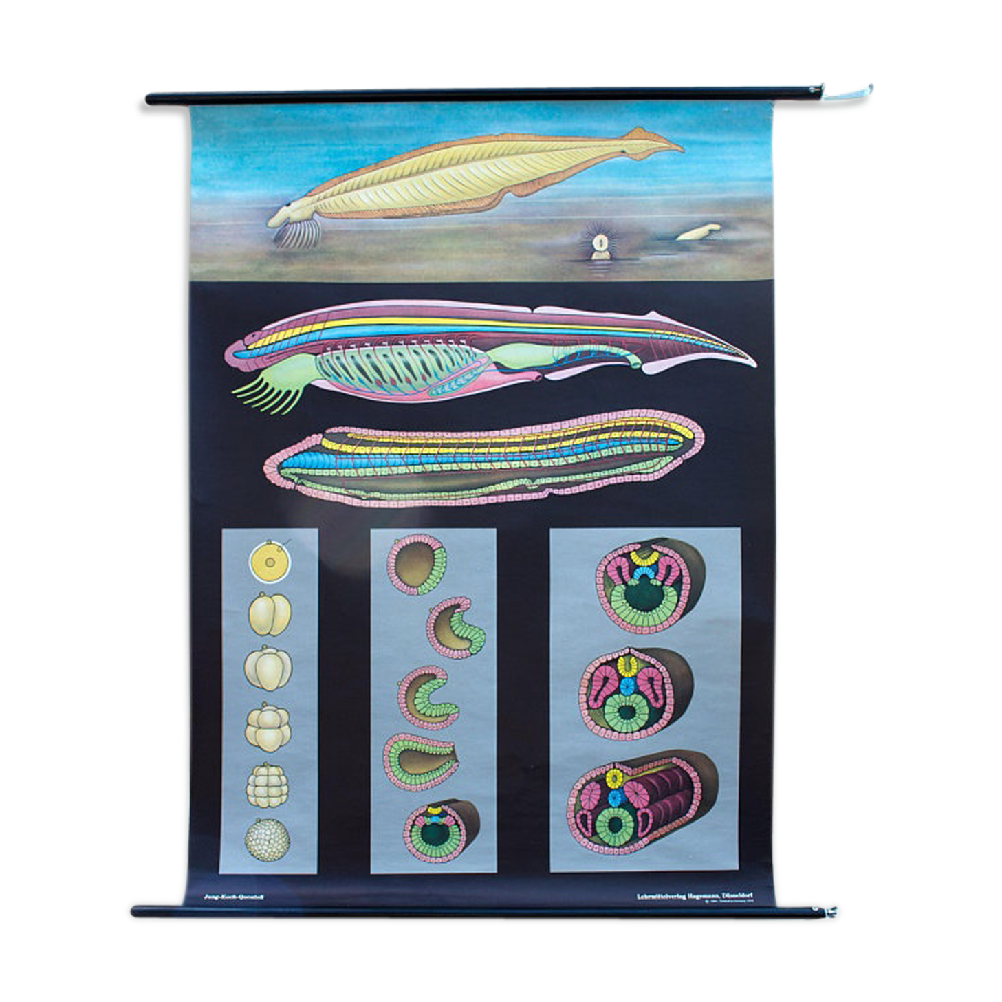 Poster of the Jung-Koch-Quentell School, Branchiostoma, Lanzettfischchen, 1970